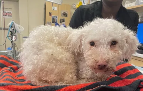 Perro con sobredosis de fentanilo tiene buena recuperación