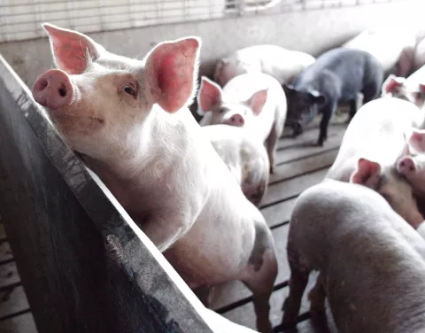Cae sacrificio de ganado vacuno y crece el porcino en 13.2%