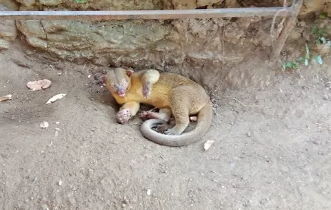 Rescatan mono tití y oso hormiguero en áreas de Colón