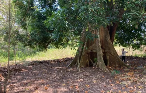 Reserva Forestal Barú festejará las riquezas naturales
