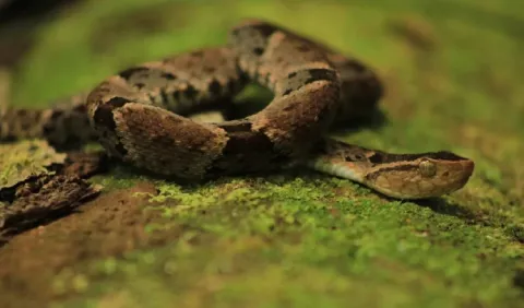 Víbora X, la venenosa más común de Panamá