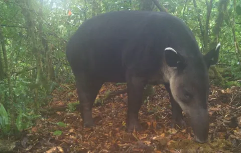 ¿Cuál es el papel del tapir en los ecosistemas?