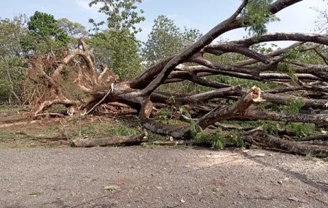 Tornado tumba árboles y levanta techos de casas en Veraguas 