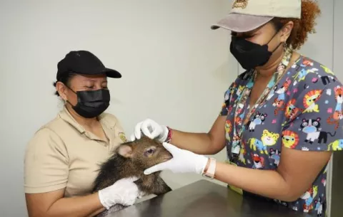 Tráfico ilegal de especies se ha vuelto tendencia