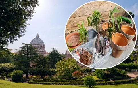 Plantarán pino panameño en jardines del Vaticano