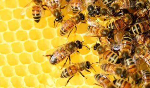 Las abejas enfrentan creciente amenaza debido a la actividad humana