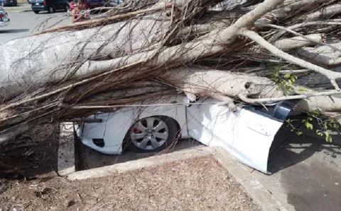 No descartan demandar hospital por caída de árbol sobre auto
