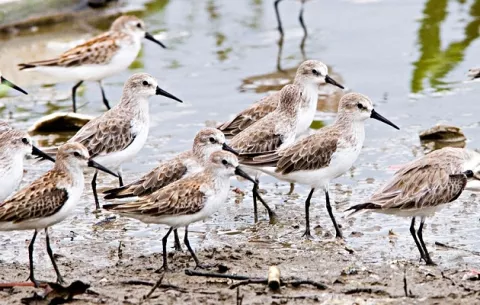 Día Mundial de las Aves Migratorias: ¿Cuántas hay en Panamá?