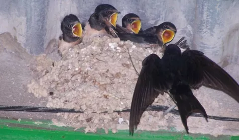 Aves migratorias, bellos dibujos en el cielo en extinción