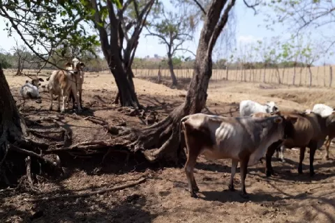 Altas temperaturas afectan al ganado de la región de Azuero