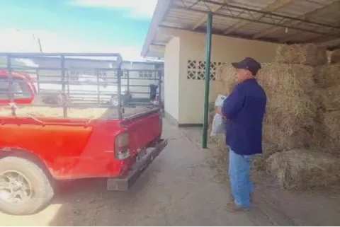 Ganaderos herreranos han perdido más de 300 reses por sequía