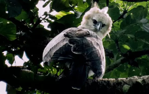 Alertan delito ecológico en la Reserva forestal de Chepiga