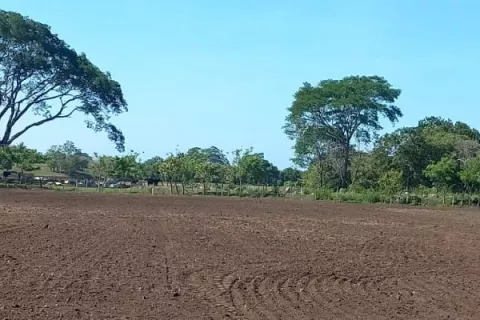 Falta de lluvias retrasa la siembra de arroz en Chiriquí
