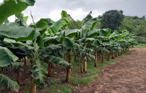Registran nuevos cultivares de maíz, plátano y banano