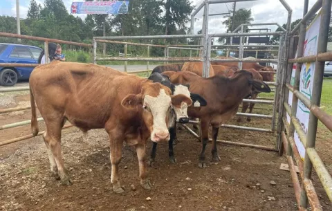 Adquirirán insumos para ayudar a ganaderos con la sequía