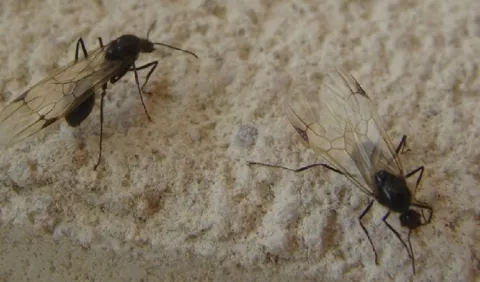 ¿Por qué salen  hormigas con alas tras las lluvias?