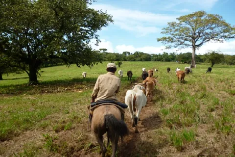 Aumento de hurto pecuario causa graves pérdidas a ganaderos 
