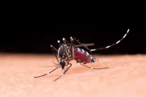 El jabón que usas puede hacerte atractivo para los mosquitos