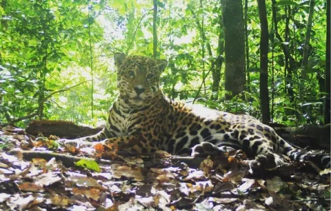 Jaguares panameños: ¿Pueden persistir en paisajes ganaderos?