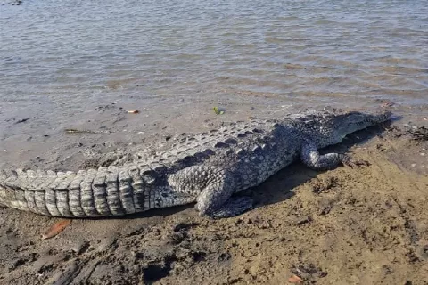 Fauna silvestre de Los Santos afectada por cambio climático