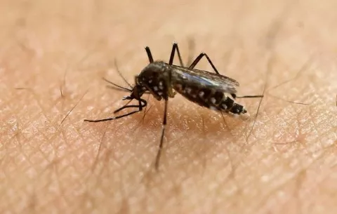  Panamá registra 4,038 casos de malaria y 1,511 de dengue