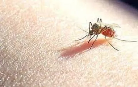Minsa sigue lucha contra la malaria en Panamá