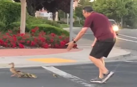 Atropellan a hombre que ayudaba a patitos a cruzar la calle