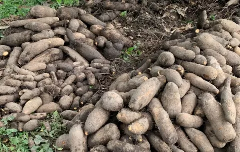 ¿Qué sucede con el ñame en Darién?