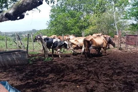 Ganaderos de Panamá Oeste reclaman ayuda por la sequía