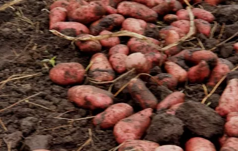 Papa roja, la nueva apuesta de la cadena agroalimentaria