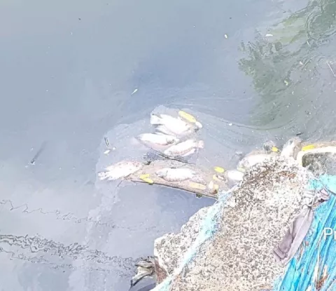 Agua anóxica, posible causa de muerte de peces en río 