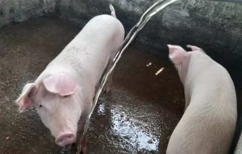 Porcicultura se fortalece en granja de reclusorio juvenil