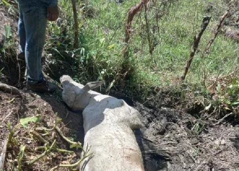 Cuatreros descuartizan varias reses en una finca de Soná 
