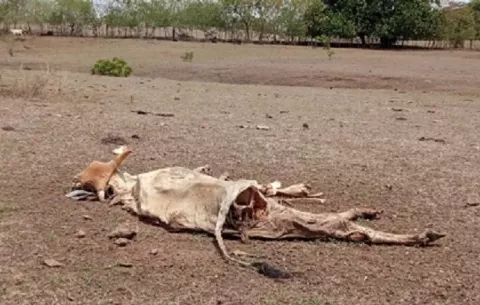 Más de 30 reses muertas por la sequía en Macaracas
