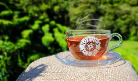 ¿Cuál es la diferencia entre el té y la infusión?