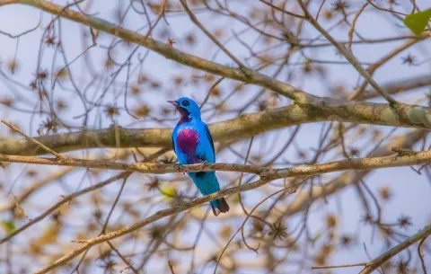 Cotinga turquesa  se deja ver en Chiriquí tras 10 años