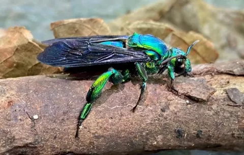 Abejas de orquídeas: Alumno de la UP estudia distribución 