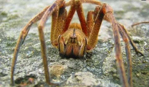 Arañas,  menospreciadas aliadas de la naturaleza