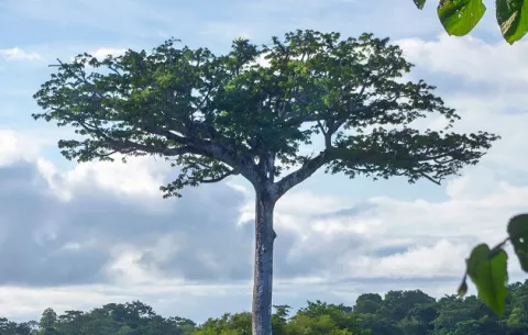 ¿Cuánto mide el árbol más alto de Panamá y dónde crece?