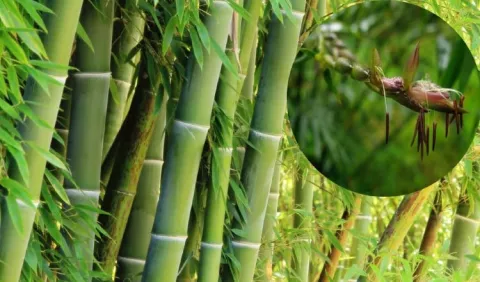La intrigante floración centenaria del bambú