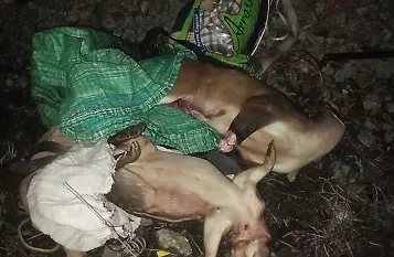 Atrapan a cazador ilegal en Barro Colorado, Lago Gatún