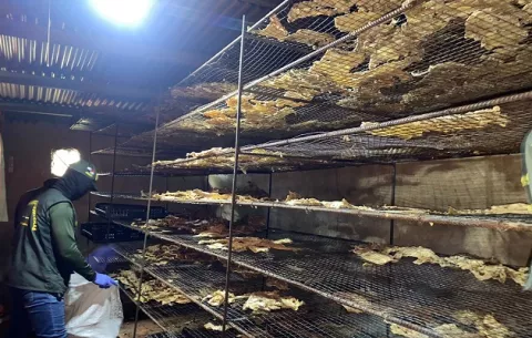 Chepo: Decomisan carne de cocodrilo para venta en restaurante