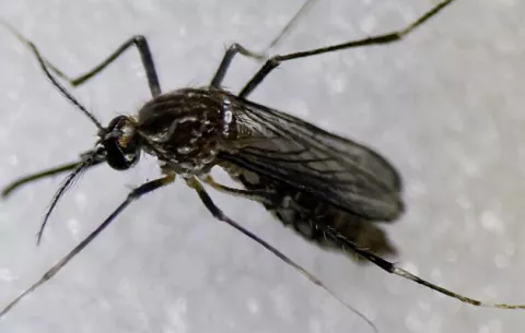 Vacuna contra el chikunguña se demuestra segura en un ensayo