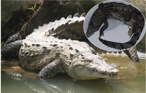 Cocodrilo se reproduce sin ayuda del macho en Costa Rica