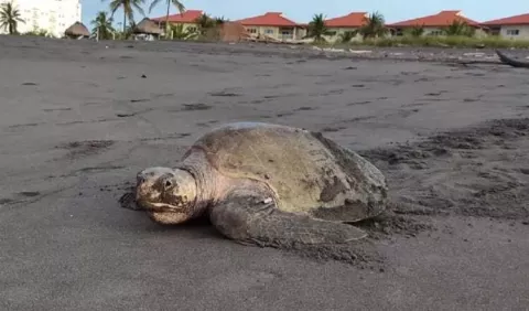 Consumo de tortugas marinas persiste 