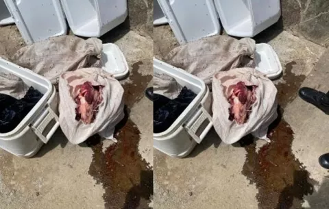 Decomisan 224 libras de carne que una dama llevaba en el bus