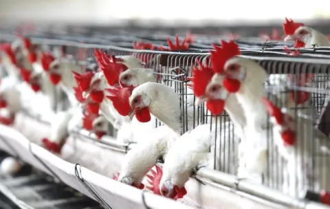 México investiga muerte de aves por posible gripe aviar