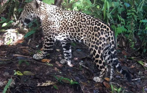 NatGeo destaca lucha de Panamá por conservar el jaguar