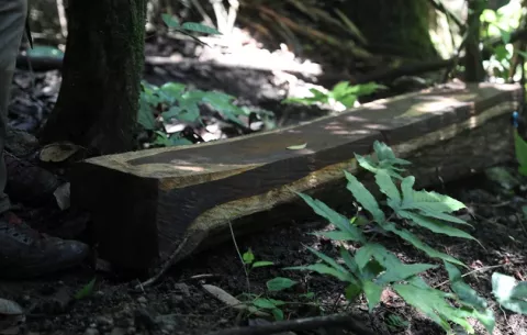 Permisos de aprovechamiento de madera en Aruza se suspenden