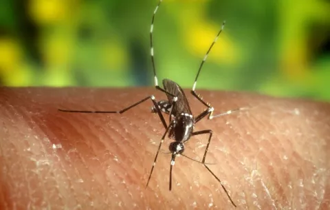 Rusia: EE.UU. trata de crear insectos con ébola y VIH